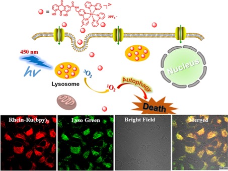 Bioimaging